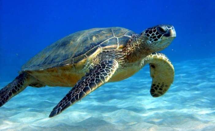 Εύβοια: Βρέθηκε νεκρή χελώνα σε παραλία της Χαλκίδας
