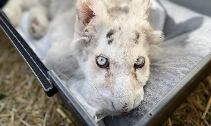 Συγκίνηση για την Χασίγια: Ευθανασία στο λευκό τιγράκι- Η ανακοίνωση από το Αττικό Πάρκο