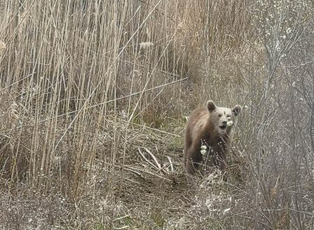 Νεαρό αρκουδάκι πιάστηκε σε παγίδα – Πώς σώθηκε