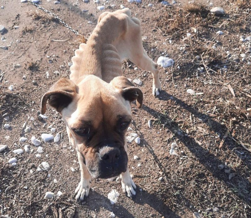 Θλίψη: Νέο περιστατικό κακοποίησης σκύλου- Υποσιτισμένος και δεμένος μόνος του σε παραλία