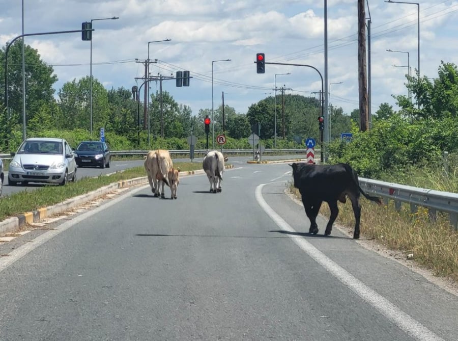 Αγελάδες έκαναν «ντου» στην εθνική οδό Τρικάλων