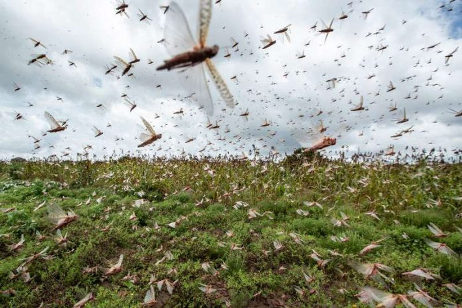 Εύβοια: Σαρώνουν και απειλούν καλλιέργειες οι ακρίδες