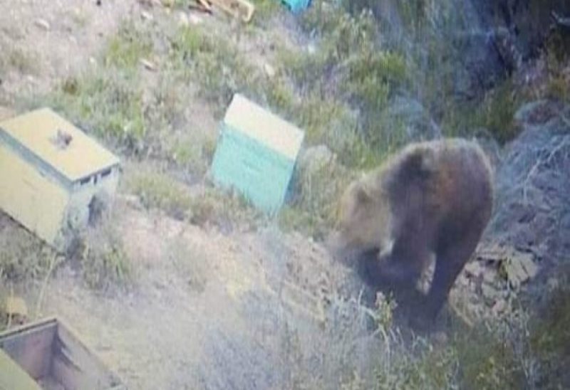 Αχόρταγη αρκούδα… κόβει βόλτες και «σαρώνει» μελίσσια