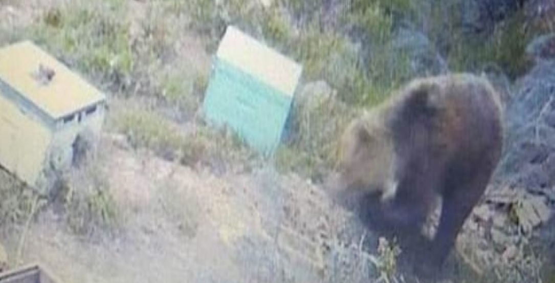 Θεσσαλονίκη: Αρκούδα εμφανίστηκε στον Χορτιάτη και αναστάτωσε τους κατοίκους