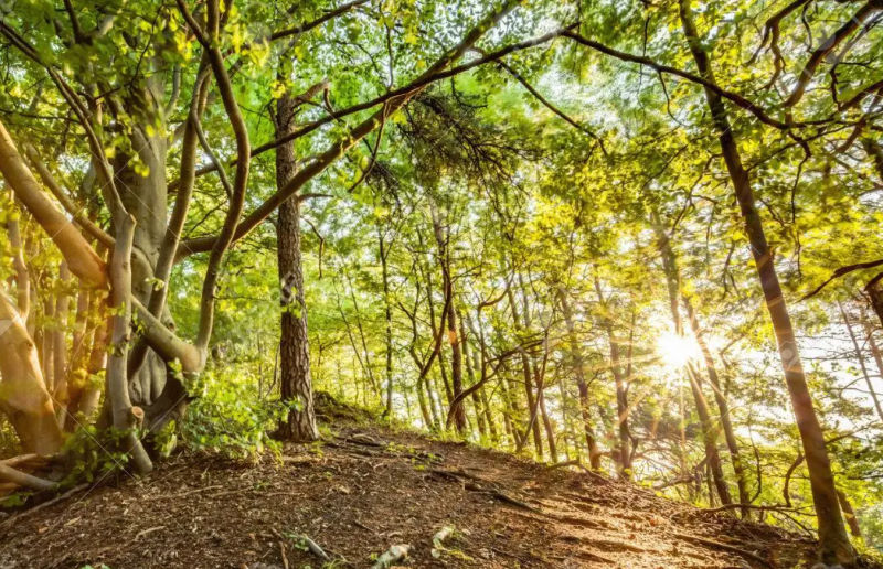 Γερμανία: Ερωτικό ραντεβού στο δάσος κατέληξε με τον άντρα δεμένο σε δέντρο με καλσόν στο κεφάλι