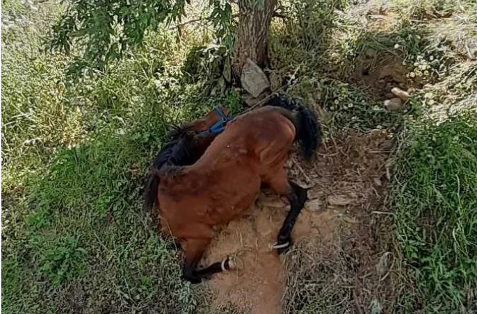 Φρικτή κακοποίηση αλόγου: Άλογο κρεμόταν παστουρωμένο σε πλαγιά λόγω εξάντλησης