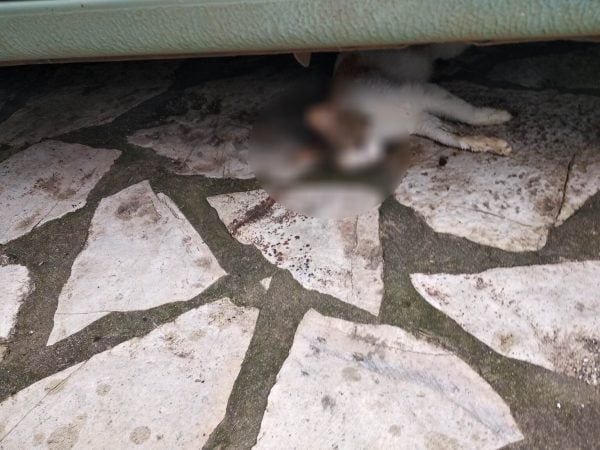 Σκληρές εικόνες: Έριξαν φόλες σε γάτες και σύλους