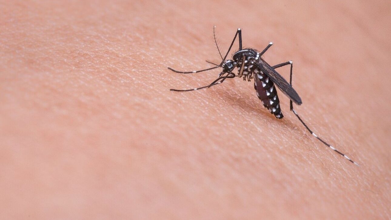 Προσοχή! Πώς θα προστατευτείτε από τα κουνούπια