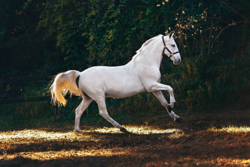 Απίστευτη κτηνωδία: Χτυπούσε άλογο με λάστιχο ποτίσματος