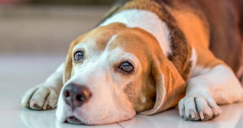 Προσοχή: Ανακαλείται τροφή για σκύλους- Μπορεί να προκαλέσει πνιγμό
