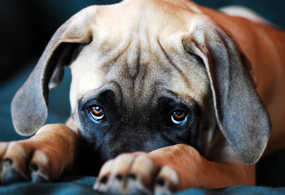 Γρίπη των σκύλων: Τι είναι, πρέπει να ανησυχούμε; Τι λένε οι ειδικοί