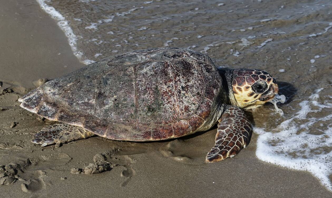 Εικόνα θλίψης: Τεράστια χελώνα ξεβράστηκε νεκρή