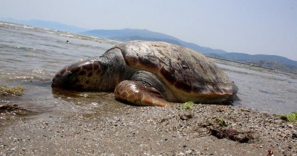 Χαλκίδα: Εντοπίστηκε νεκρή θαλάσσια χελώνα στην Μέσα Παναγίτσα