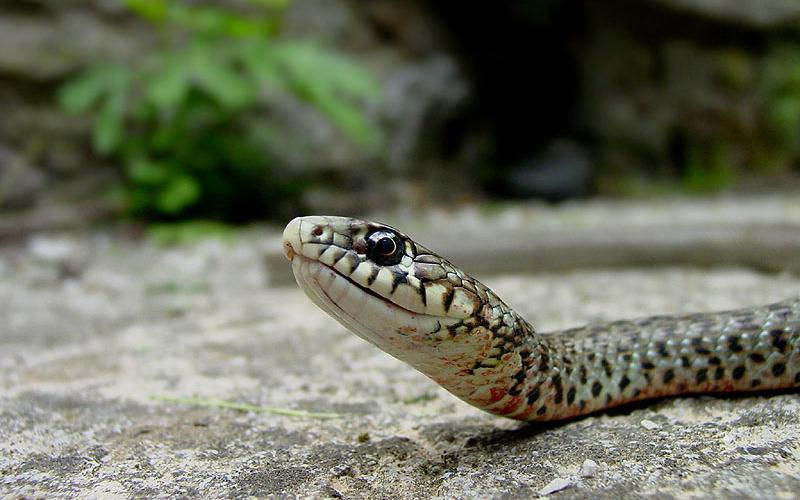 Βόλος: Φίδι δάγκωσε κοριτσάκι 4 ετών – Μεταφέρθηκε στο νοσοκομείο για αντιοφικό ορό