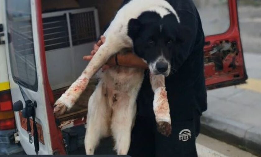 Νέα κακοποίηση ζώου: Αυτοκίνητο έσερνε σκύλο (Βίντεο)