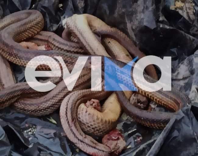 Από αυτά τα φίδια κινδυνεύουμε στην Ελλάδα – Τι πρέπει να προσέξετε