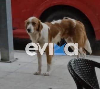 Αποτροπιασμός στην Εύβοια: Πυροβόλησαν το σκυλάκι- μασκότ της Κύμης