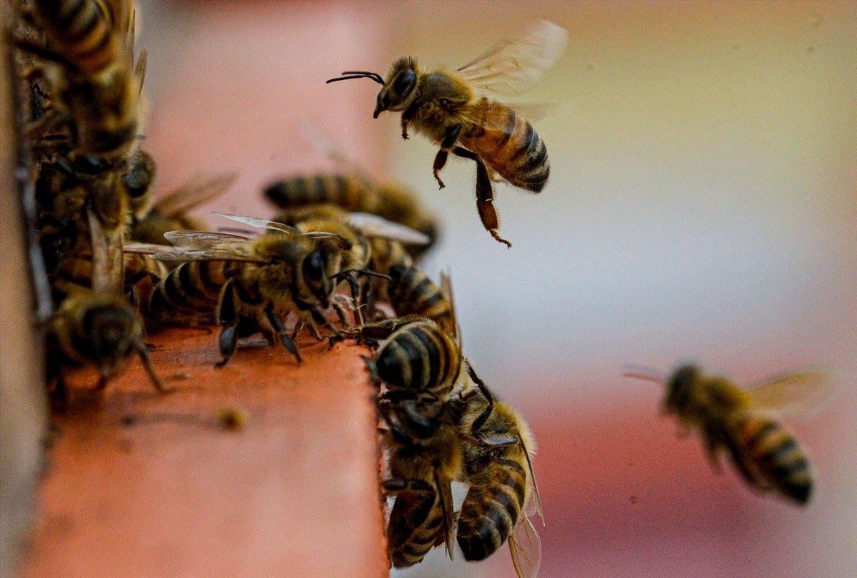 Μέλισσες επιτέθηκαν σε 35χρονο άνδρα