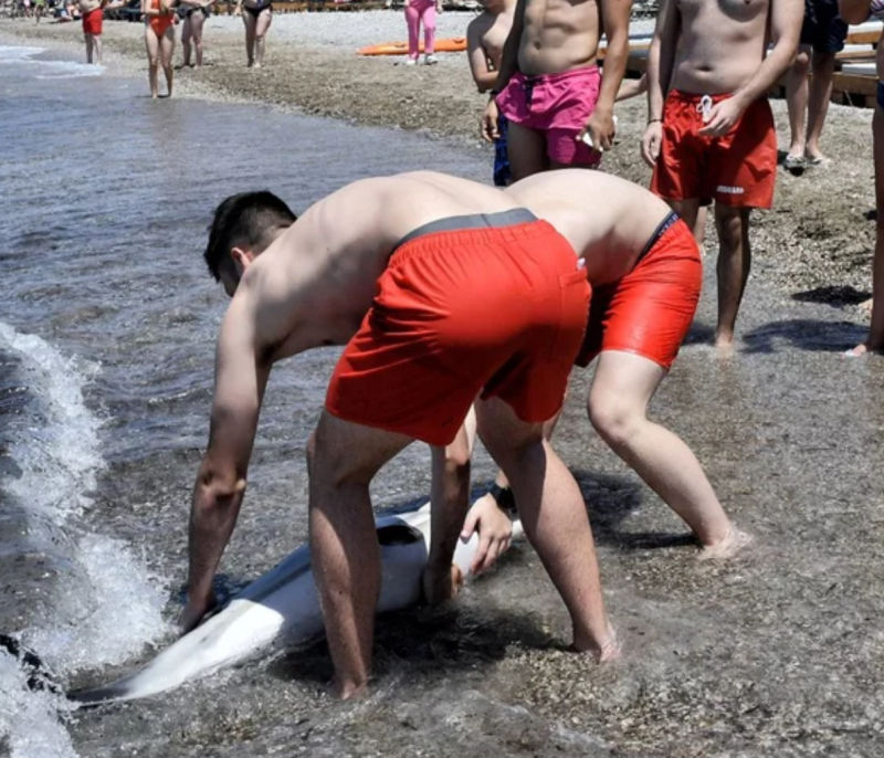 Δελφίνι έχασε τον προσανατολισμό του και κατέληξε σε παραλία (video)
