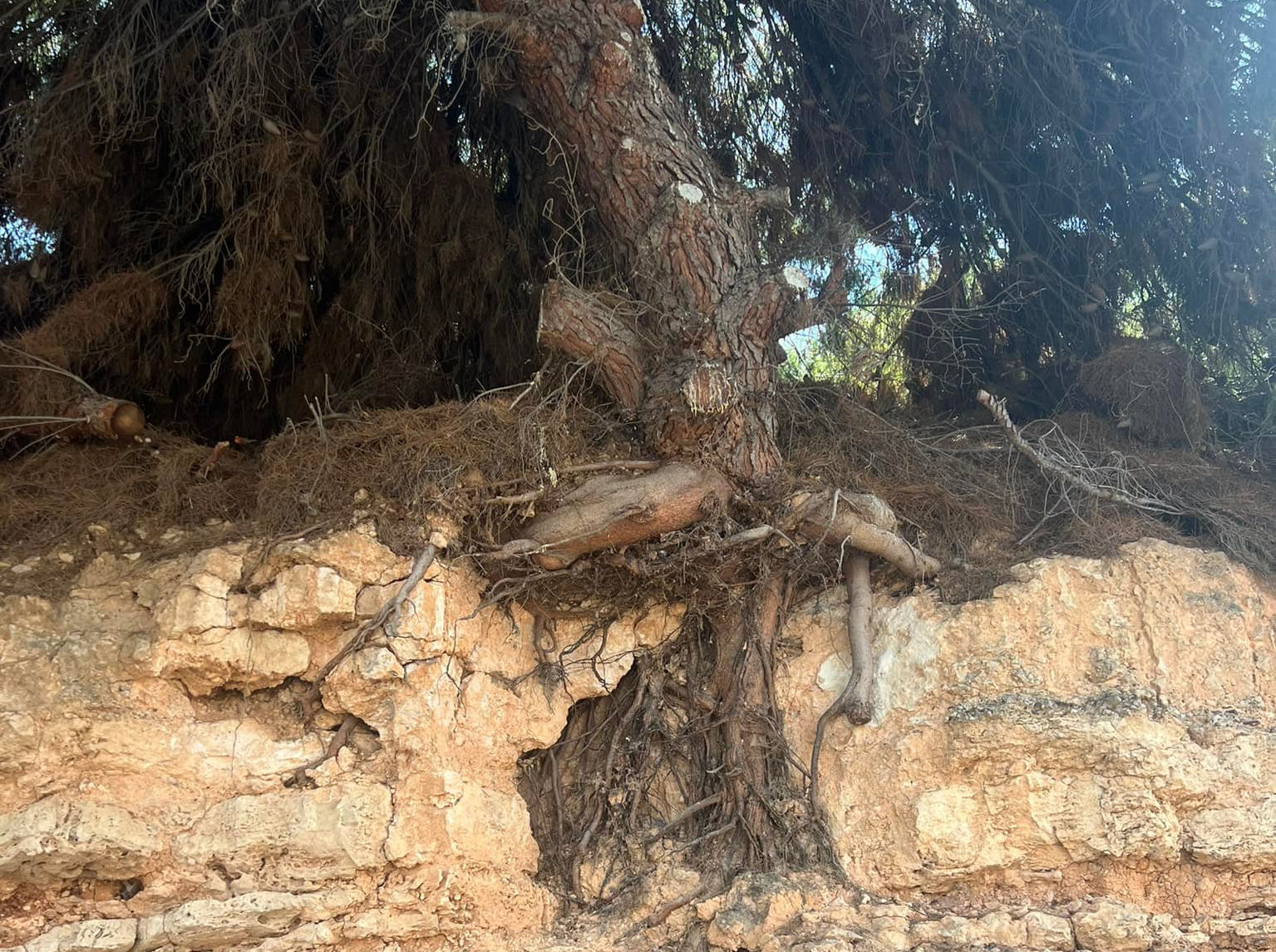 Εύβοια: Δρόμος «καρμανιόλα» με δέντρο έτοιμο να καταρρεύσει