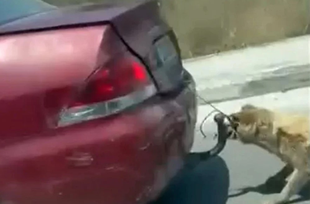 Ελεύθερος ο 75χρονος που έσερνε σκύλο με το αυτοκίνητό του