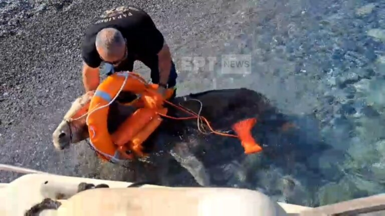 Έσωσαν γαϊδούρια από τη θάλασσα στην Κάρπαθο