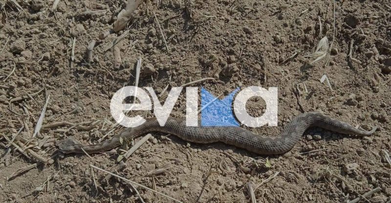 Σοκ στην Εύβοια: Κουβαλούσε κουβά με φίδι