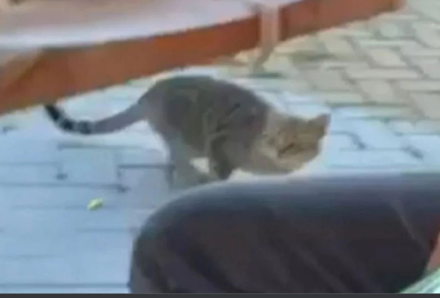 Σχηματίστηκε δικογραφία κατά του «μάγκα» που χτύπησε γάτα με μπουκάλι [βίντεο]