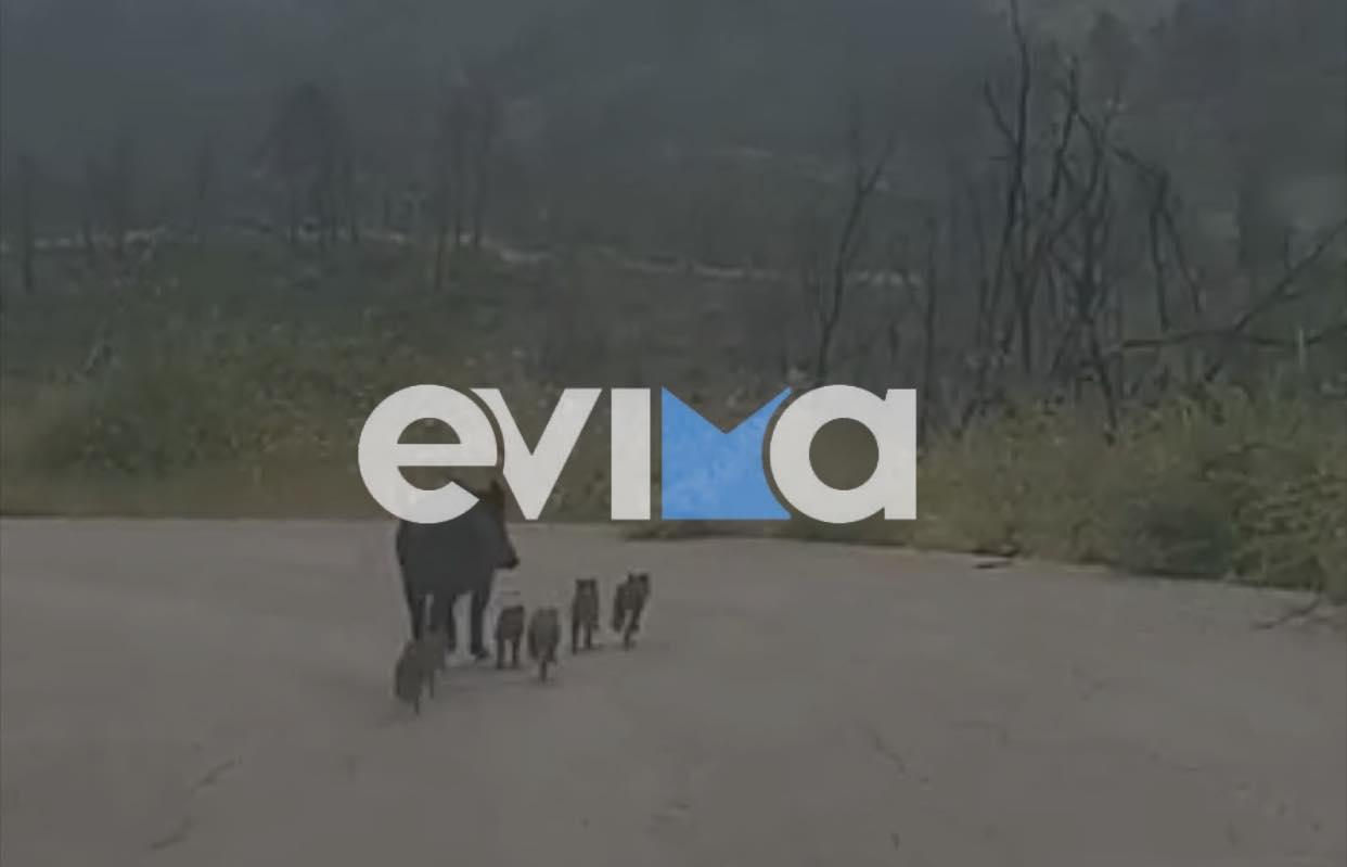 Οικογένεια αγριογούρουνων βγήκε «τσάρκα» σε κεντρικό δρόμο της Εύβοιας