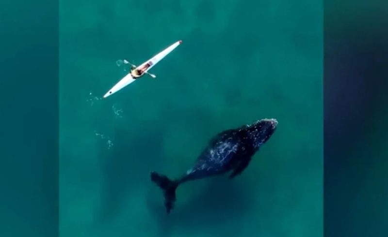 Φάλαινα κολυμπά δίπλα σε κανό- Το εντυπωσιακό βίντεο από drone