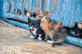 Εύβοια: Συνεχίζεται η θηριωδία με τις νεκρές γάτες – Εικόνες ντροπής