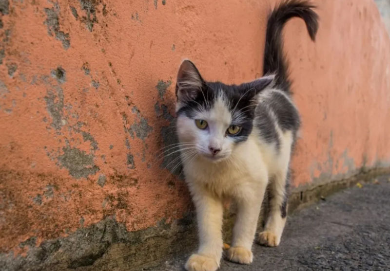 Απίστευτη κτηνωδία στην Εύβοια: Χωριό γέμισε με νεκρές γάτες