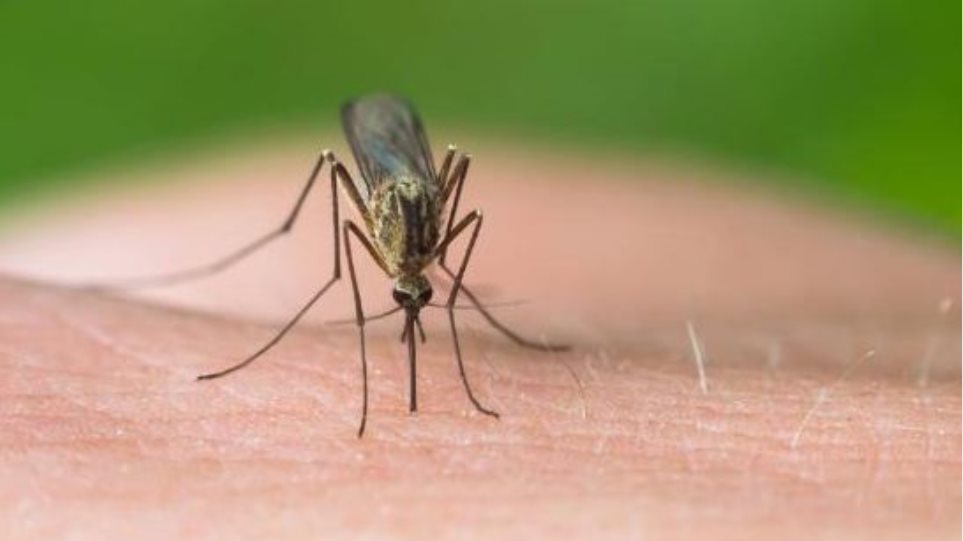 «Καμπανάκι» για τα κουνούπια: Αυξάνεται ο κίνδυνος μετάδοσης ασθενειών στην Ευρώπη