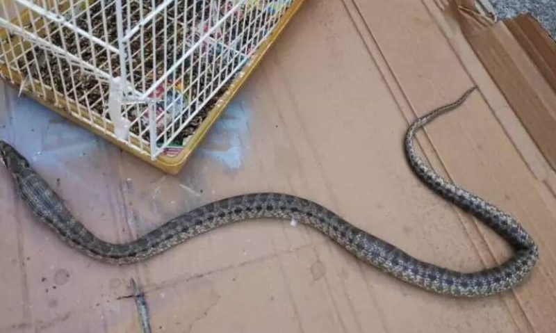Τρόμος: Φίδι εισέβαλε σε κατάστημα