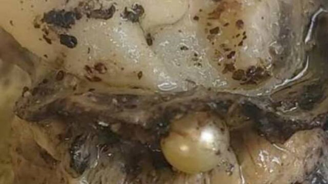 Εύβοια: Πλήθος μαργαριτοφόρων οστράκων στον Ευβοικό κόλπο- Οι προοπτικές κι οι φόβοι για παράνομη αλιεία