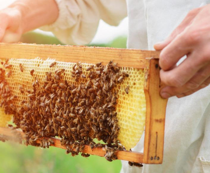 Εύβοια: Προσοχή! Αποσύρετε τα μελίσσια από δασικά οδικά δίκτυα