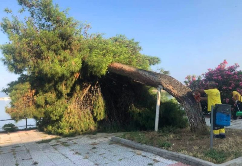 Εύβοια: Κατέρρευσε το αιωνόβιο πεύκο στην Νέα Αρτάκη