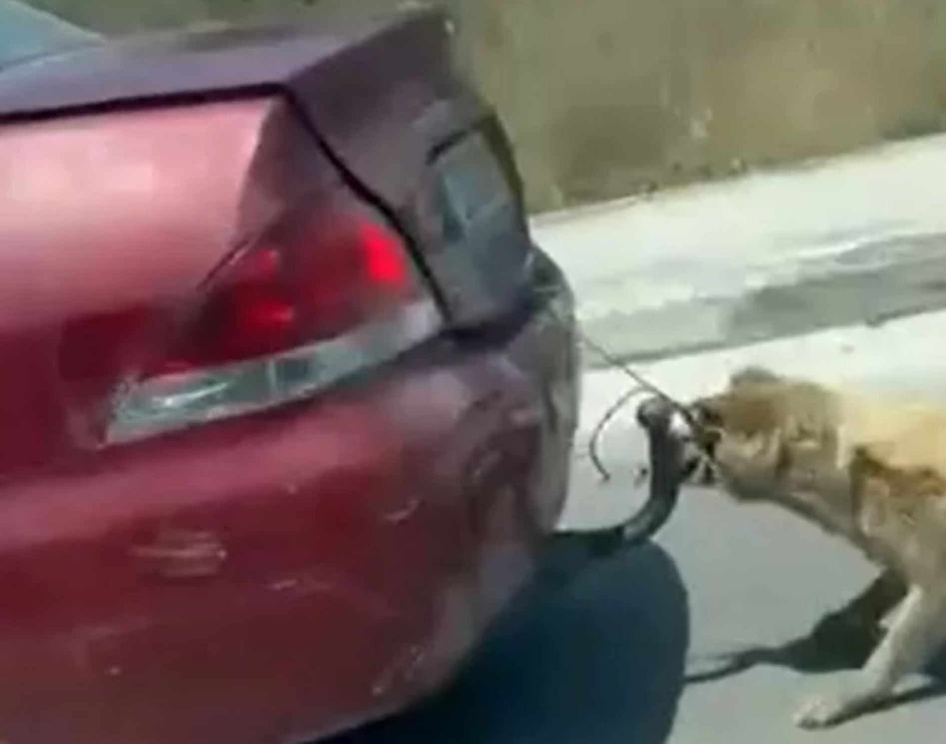 Φρικιαστικό βίντεο κακοποίησης ζώου: Οδηγός έσερνε σκύλο από τον κοτσαδόρο (video)