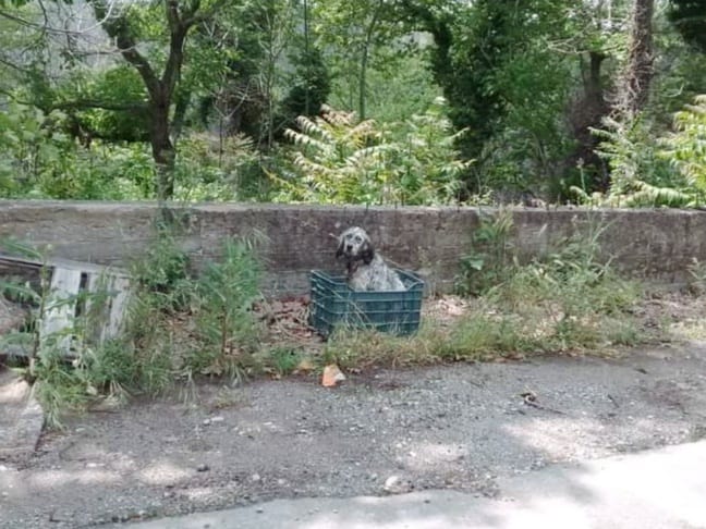 Εύβοια: Εγκατάλειψη σκύλου σε χωριό – Οργισμένη αντίδραση της προέδρου
