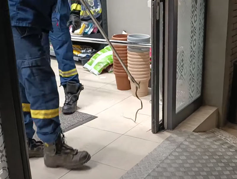 Αναστάτωση σε σούπερ μάρκετ: Φίδι έκοβε βόλτες μέσα στον χώρο