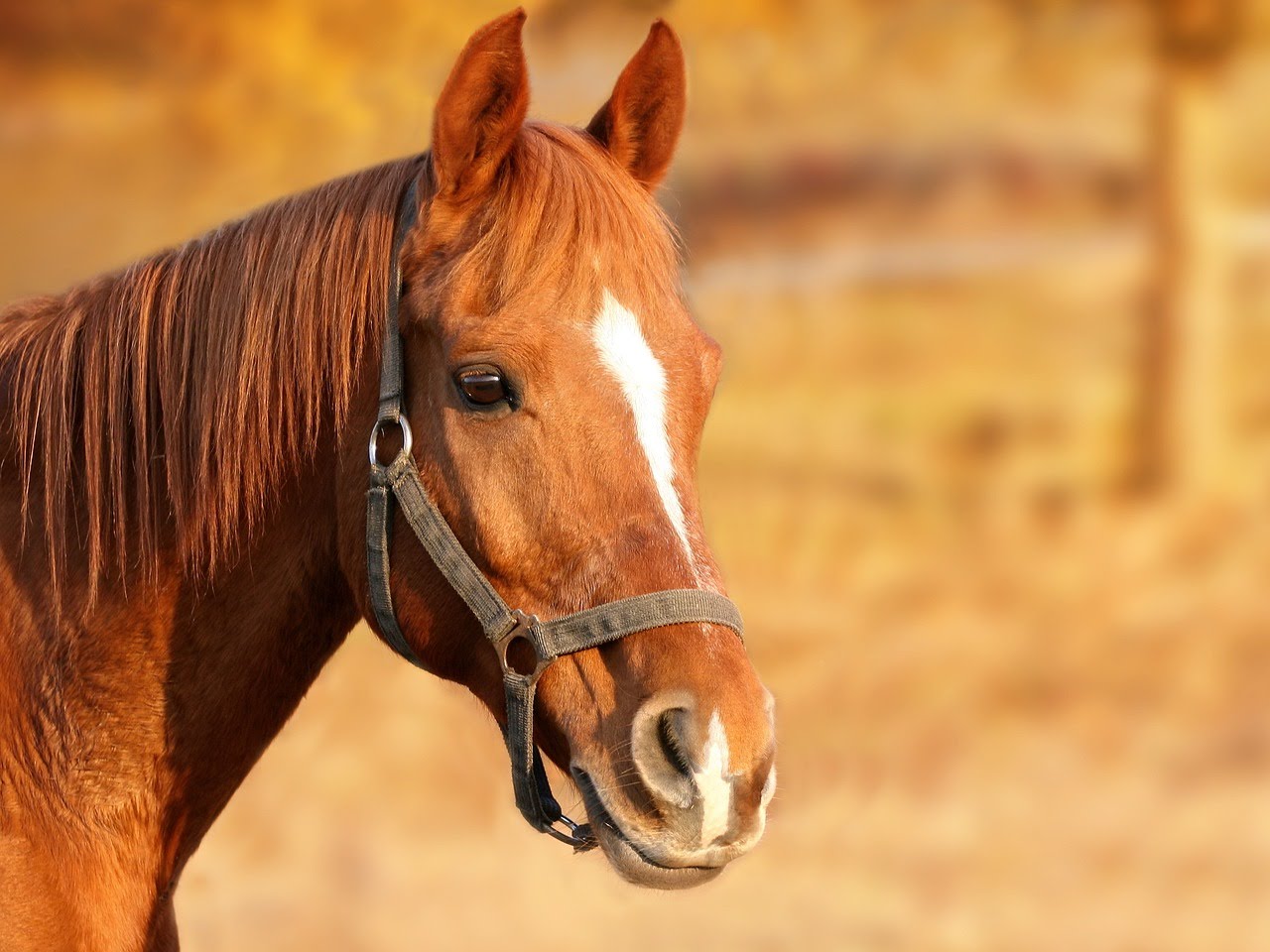 Χανιά: Άφησε το άλογο να πεθάνει δεμένο στον ήλιο χωρίς νερό
