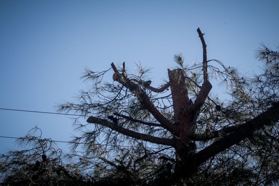 Τραγικό τέλος για 42χρονο – Τον καταπλάκωσε δέντρο