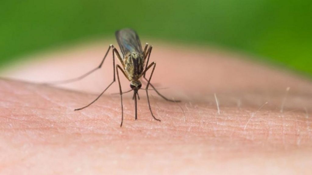 Ιός του Δυτικού Νείλου: Ανησυχία γιατί αυξήθηκαν οι πληθυσμοί των κουνουπιών στη Βόρεια Ελλάδα