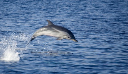 Δελφίνι… δελφινάκι έκανε την εμφάνισή του σε παραλία της Εύβοιας