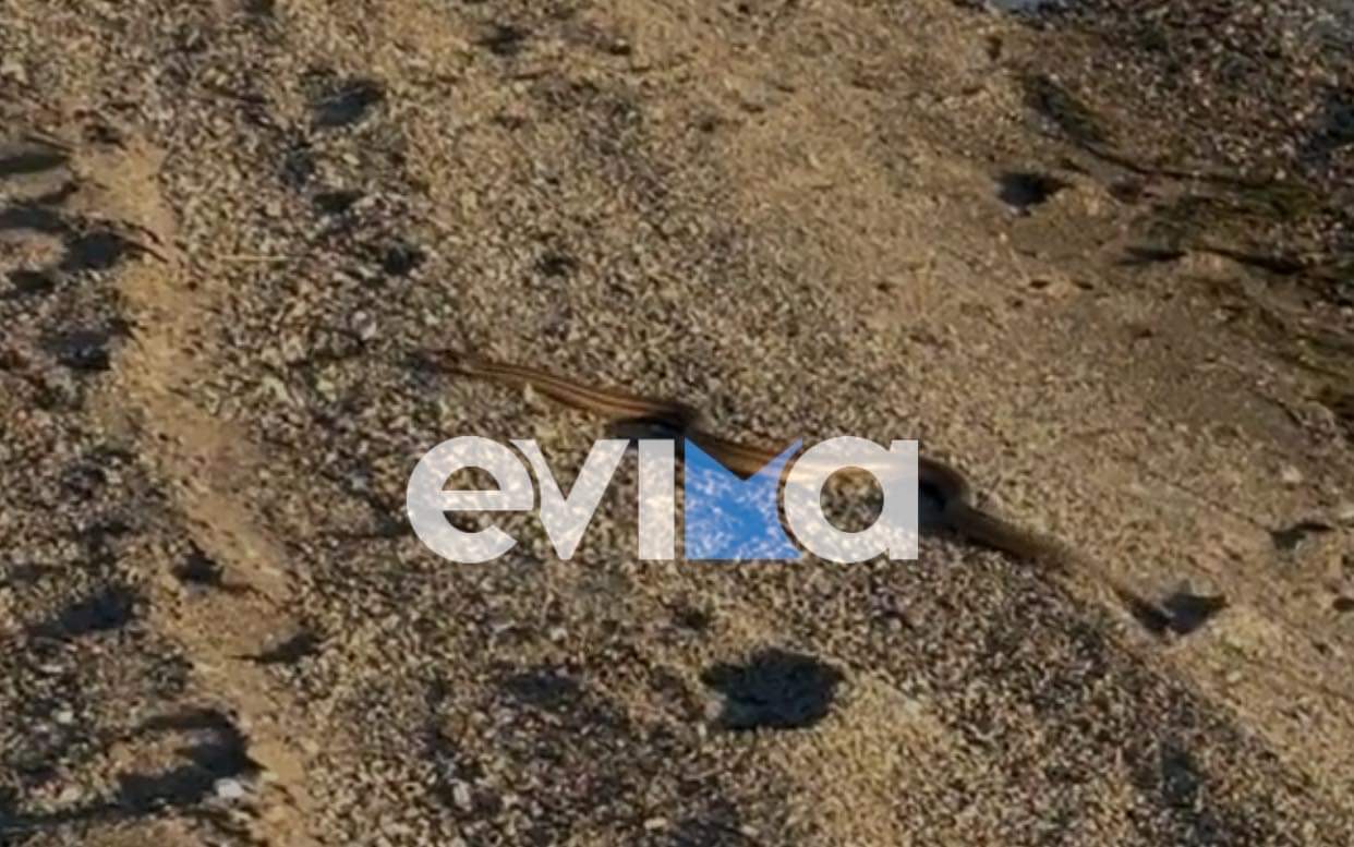 Εύβοια: Αντιδήμαρχος κολυμπούσε με ένα φίδι (pics&vid)