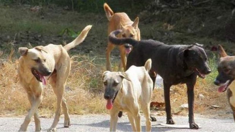 Εύβοια: Ανησυχία για επιθέσεις από αδέσποτους σκύλους