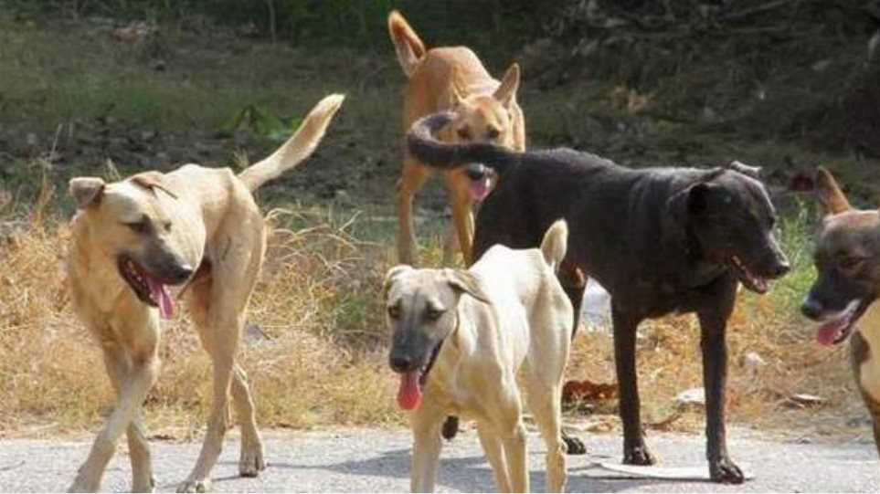 Εύβοια: Τρόμος από τα αδέσποτα – Σκύλος δάγκωσε μαθητή