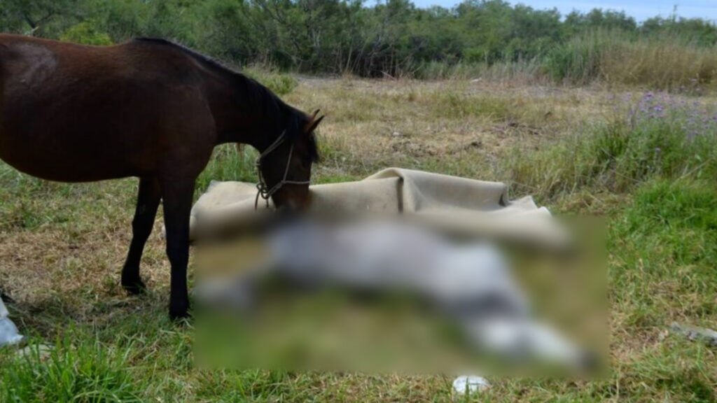 Άλογο πνίγηκε από το σχοινί που ήταν δεμένο – Συνελήφθη ο δράστης