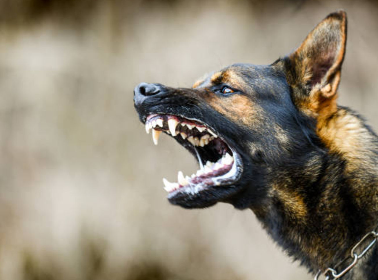 Άγρια επίθεση σκύλου σε 62χρονο -Νοσηλεύεται με 55 ράμματα