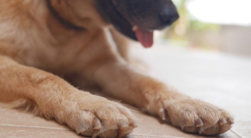 Πτολεμαΐδα: Σοβαρή καταγγελία για δηλητηρίαση σκύλου από υδροκυάνιο